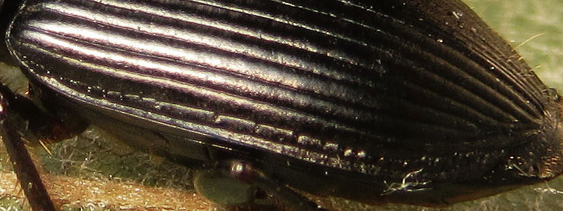 Carabidae: Anisodactylus signatus